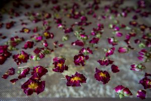 Fleurs séchées à la ferme du Cabrit au  lait