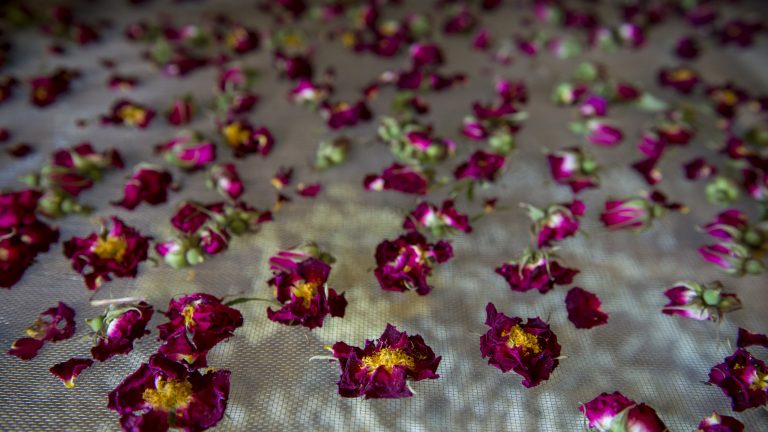 Fleurs séchées à la ferme du Cabrit au lait